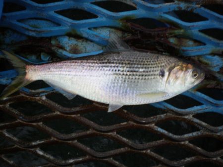 オリジナルメーカー海づり公園(市原市海づり施設) 釣果