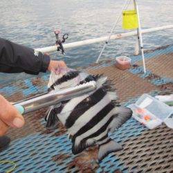 オリジナルメーカー海づり公園(市原市海づり施設) 釣果