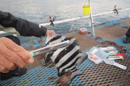 オリジナルメーカー海づり公園(市原市海づり施設) 釣果