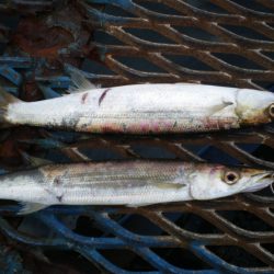 オリジナルメーカー海づり公園(市原市海づり施設) 釣果