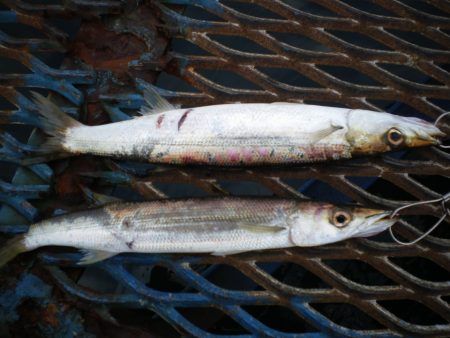 オリジナルメーカー海づり公園(市原市海づり施設) 釣果