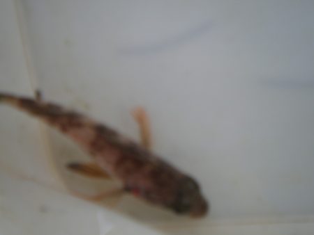 オリジナルメーカー海づり公園(市原市海づり施設) 釣果