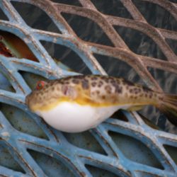 オリジナルメーカー海づり公園(市原市海づり施設) 釣果