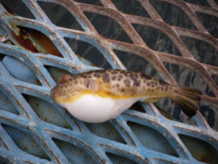 オリジナルメーカー海づり公園(市原市海づり施設) 釣果