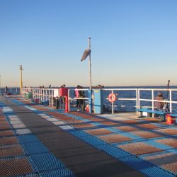 オリジナルメーカー海づり公園(市原市海づり施設) 釣果