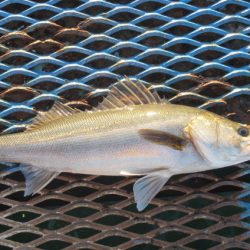 オリジナルメーカー海づり公園(市原市海づり施設) 釣果