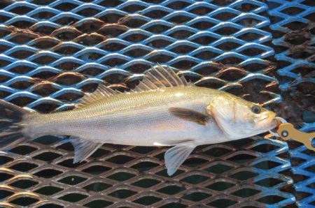 オリジナルメーカー海づり公園(市原市海づり施設) 釣果
