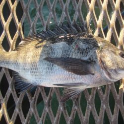 オリジナルメーカー海づり公園(市原市海づり施設) 釣果