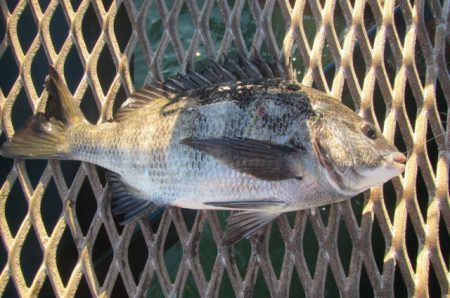 オリジナルメーカー海づり公園(市原市海づり施設) 釣果