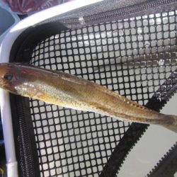 オリジナルメーカー海づり公園(市原市海づり施設) 釣果