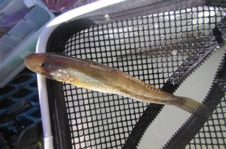 オリジナルメーカー海づり公園(市原市海づり施設) 釣果