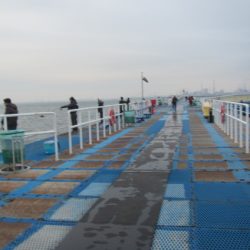 オリジナルメーカー海づり公園(市原市海づり施設) 釣果