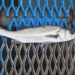 オリジナルメーカー海づり公園(市原市海づり施設) 釣果