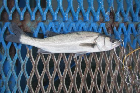 オリジナルメーカー海づり公園(市原市海づり施設) 釣果