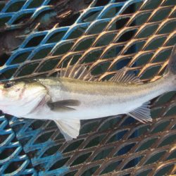 オリジナルメーカー海づり公園(市原市海づり施設) 釣果