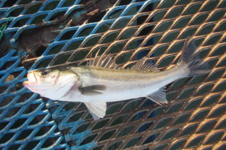 オリジナルメーカー海づり公園(市原市海づり施設) 釣果
