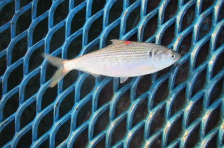 オリジナルメーカー海づり公園(市原市海づり施設) 釣果