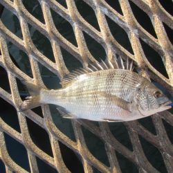 オリジナルメーカー海づり公園(市原市海づり施設) 釣果