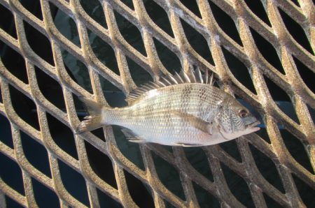 オリジナルメーカー海づり公園(市原市海づり施設) 釣果