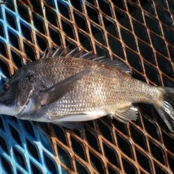 オリジナルメーカー海づり公園(市原市海づり施設) 釣果