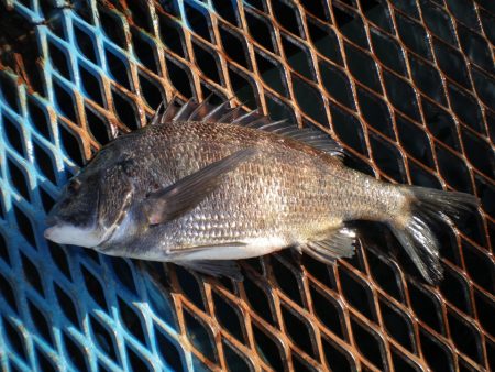 オリジナルメーカー海づり公園(市原市海づり施設) 釣果
