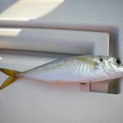 オリジナルメーカー海づり公園(市原市海づり施設) 釣果