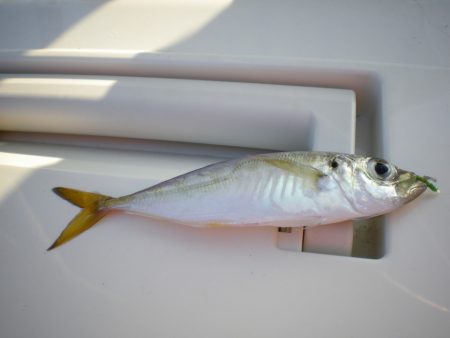 オリジナルメーカー海づり公園(市原市海づり施設) 釣果