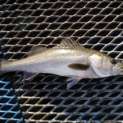 オリジナルメーカー海づり公園(市原市海づり施設) 釣果