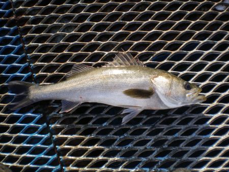 オリジナルメーカー海づり公園(市原市海づり施設) 釣果