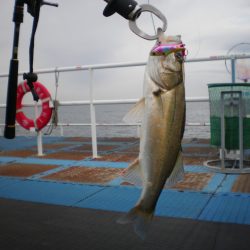 オリジナルメーカー海づり公園(市原市海づり施設) 釣果