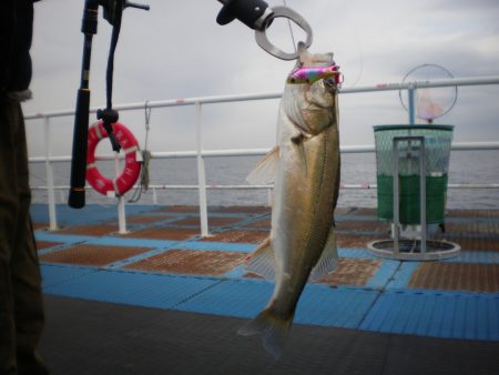 オリジナルメーカー海づり公園(市原市海づり施設) 釣果