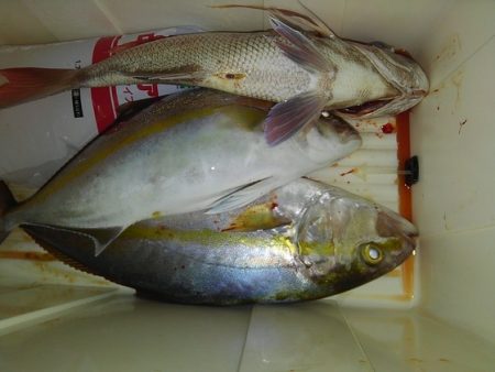 遊漁船 新鋭丸 釣果