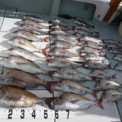 遊漁船 幸友丸 釣果