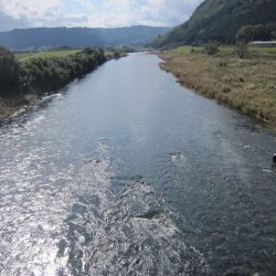 狩野川(狩野川漁業協同組合) 釣果