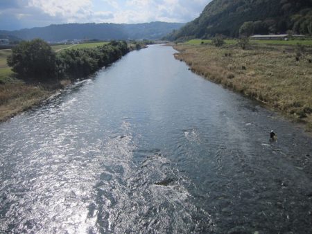 狩野川(狩野川漁業協同組合) 釣果