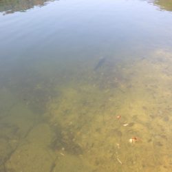 フィッシングレイクたかみや 釣果