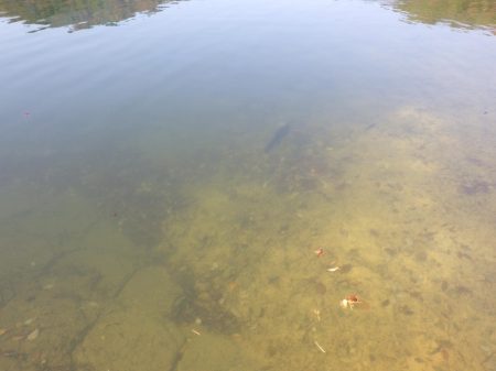 フィッシングレイクたかみや 釣果