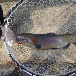 フィッシングレイクたかみや 釣果