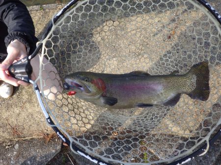 フィッシングレイクたかみや 釣果