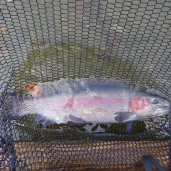 フィッシングレイクたかみや 釣果