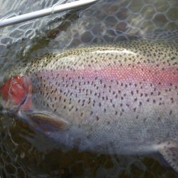 フィッシングレイクたかみや 釣果