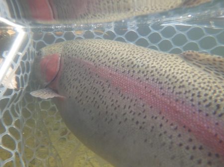 フィッシングレイクたかみや 釣果