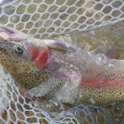 フィッシングレイクたかみや 釣果