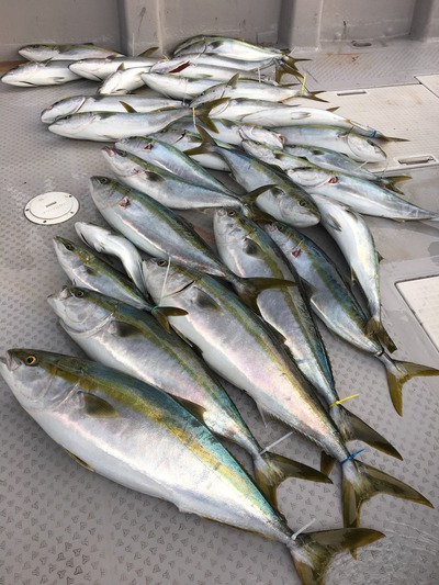 ミタチ丸 釣果