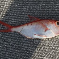 へいみつ丸 釣果