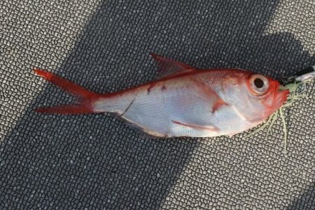 へいみつ丸 釣果