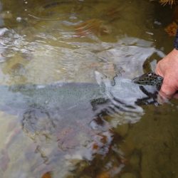 フィッシングレイクたかみや 釣果