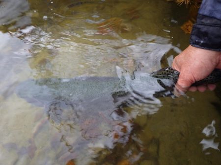 フィッシングレイクたかみや 釣果
