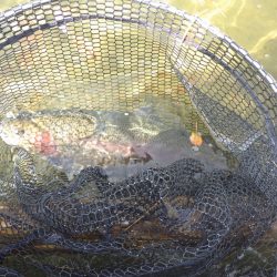 フィッシングレイクたかみや 釣果