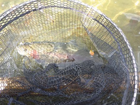 フィッシングレイクたかみや 釣果